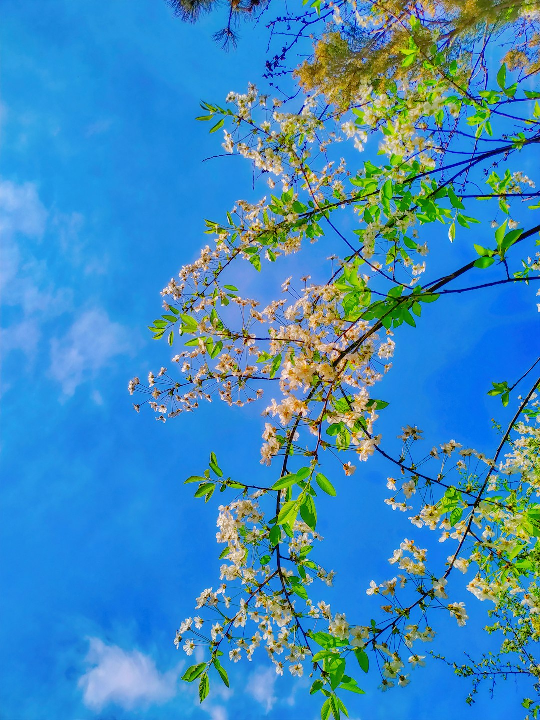 エコクリーン スタンダード